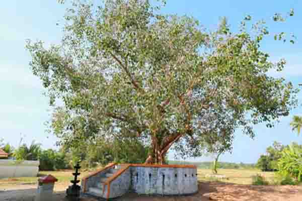 Chiravarambathukavu Temple Gallery